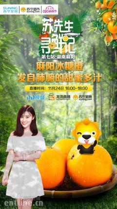 能长寿的冰糖橙,苏先生喊你来补充维C