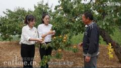 PP视频《寻味中国》第九期 品味甜如初恋的运城黄杏